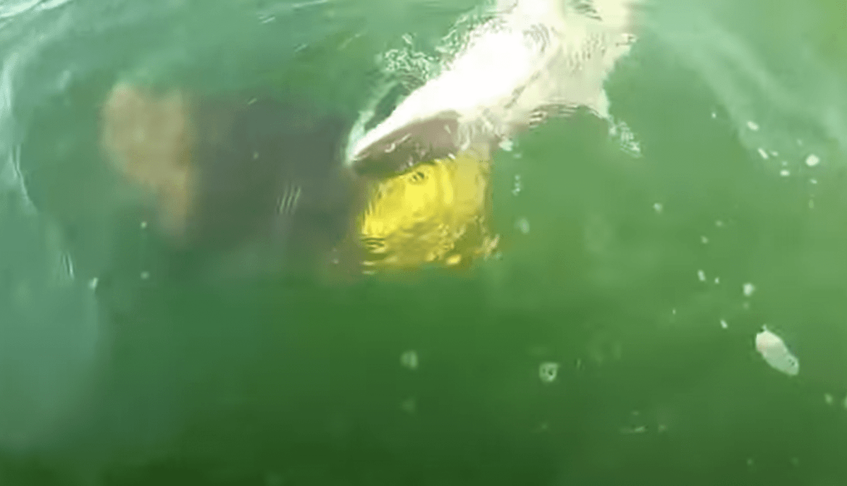Goliath grouper swallows a 4-foot shark whole off the coast of Florida