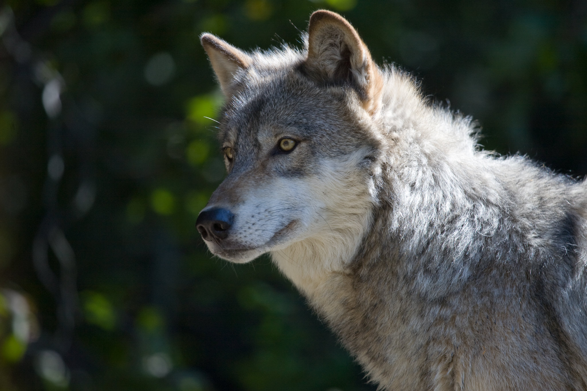 A gray wolf stands in Minnesota